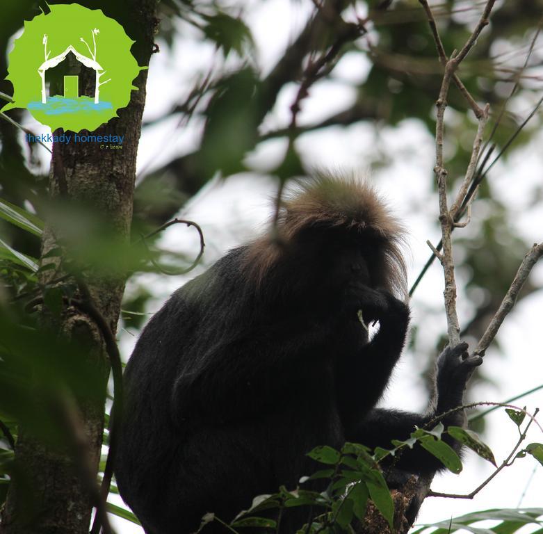 Thekkady Homestay Thekkady