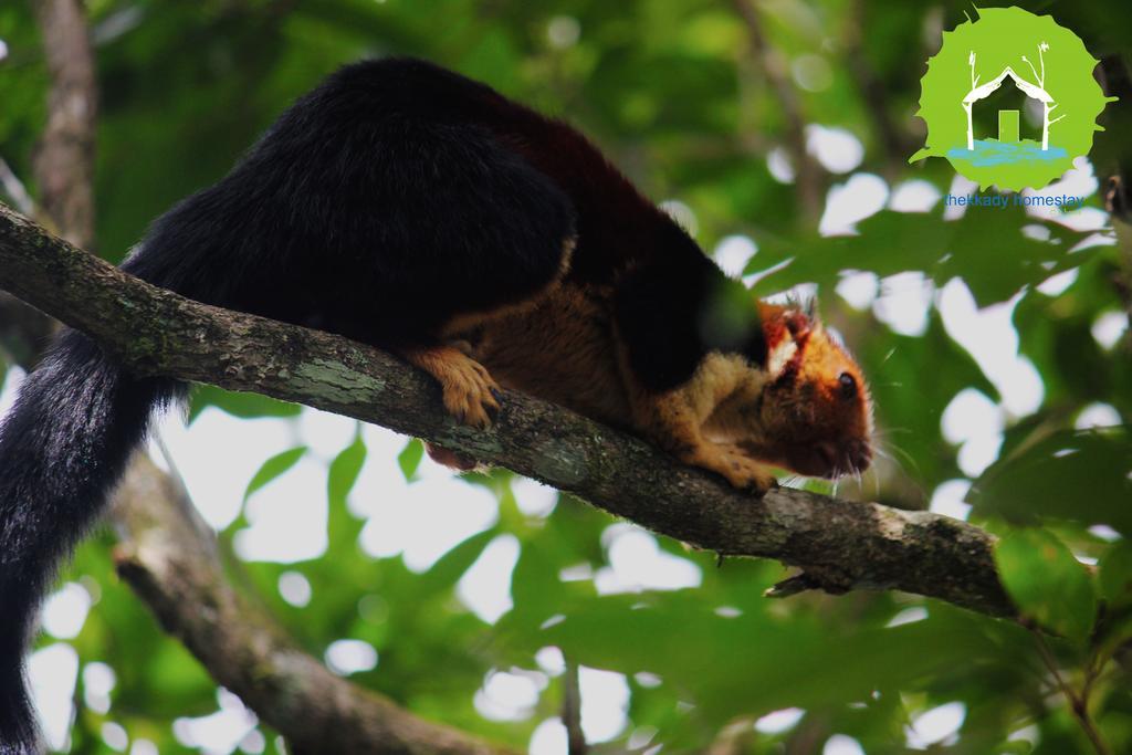 Thekkady Homestay Homestay